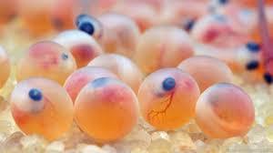 salmon-eggs