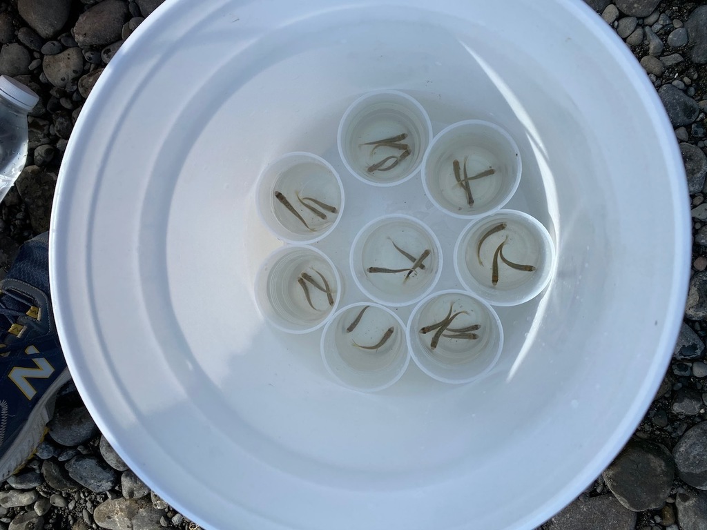 Salmon Release Party