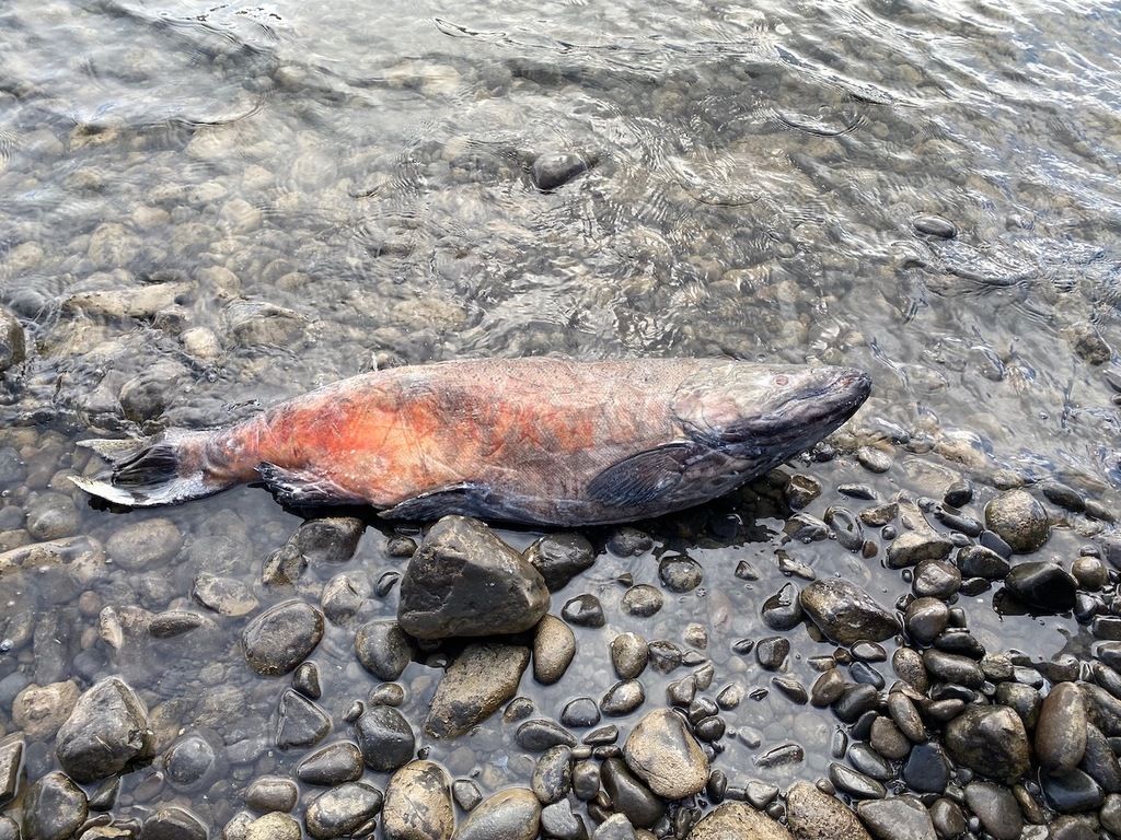 Salmon Release Party